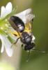 Andrena sp.